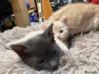 Bengal cats for sale - Advert 1