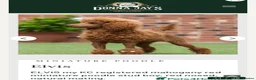 Miniature Poodle dogs for sale: Gorgeous miniature poodles ready now x  - Advert 11