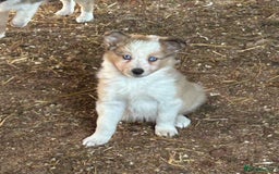 Border Collie dogs for sale: A beautiful mixed litter of border collies  - Image 9