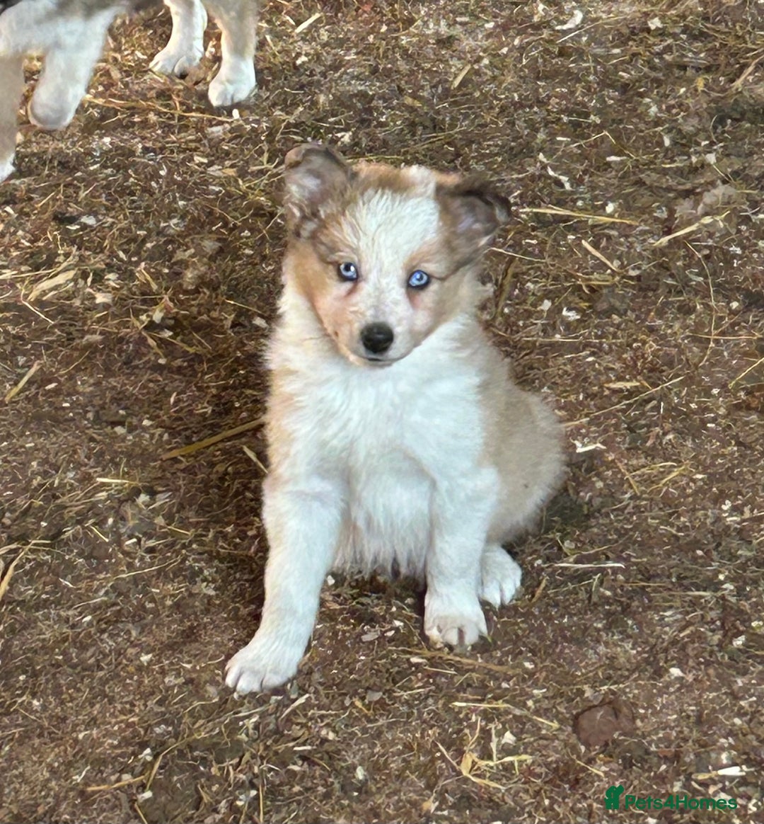 Border Collie dogs for sale: A beautiful mixed litter of border collies  - Image 9