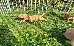 Labrador Retriever dogs for sale: 💛💛 Excellent Labrador Pups 💛💛 - Image 13