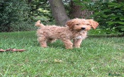 Labradoodle dogs for sale: Happy fun litter of medium sized Labradoodles  - Image 4