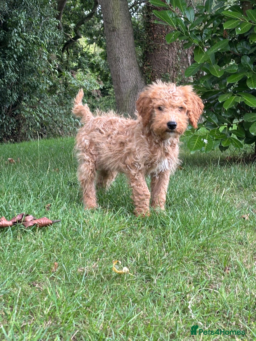 Labradoodle dogs for sale: Happy fun litter of medium sized Labradoodles  - Image 4