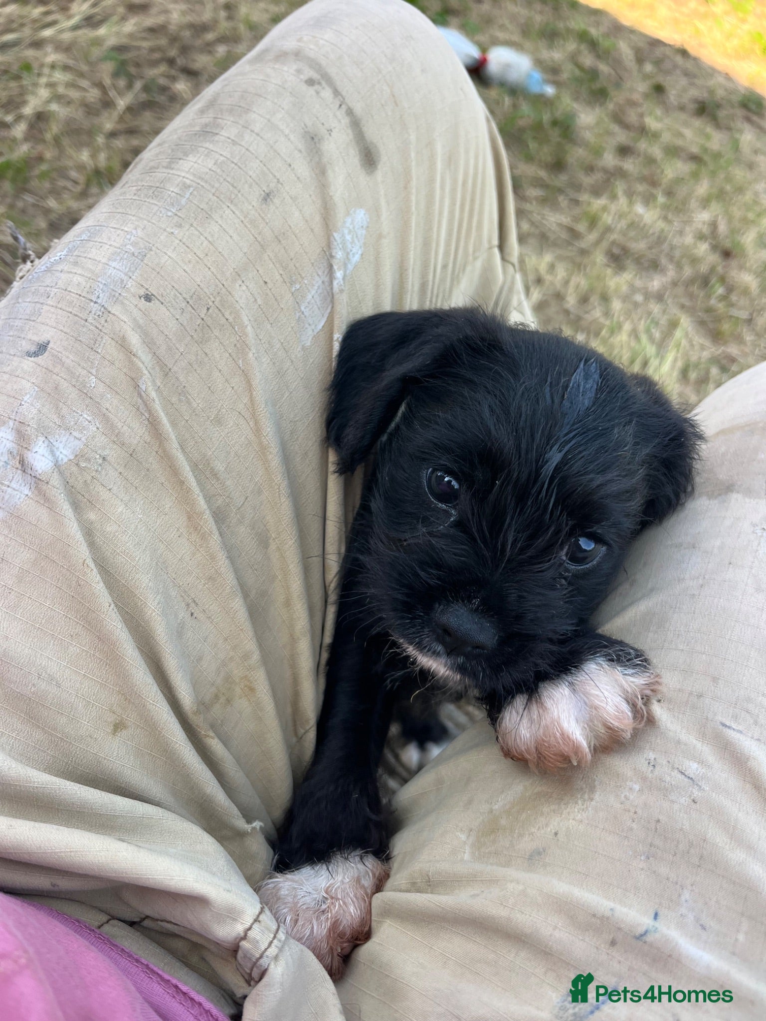 Mixed Breed dogs Puppy  - Advert 2