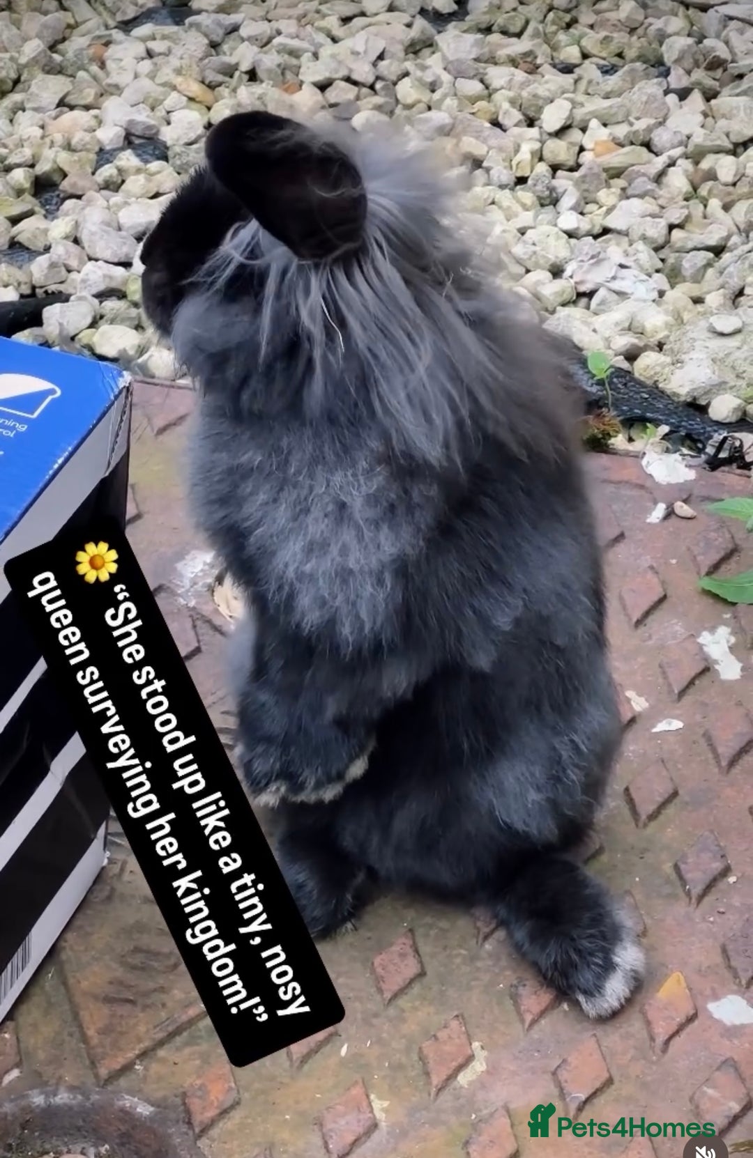 French Lop rabbits for sale: Rabbit Bunny  - Advert 2