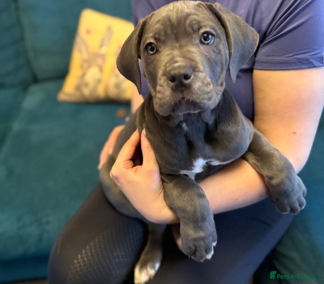 Cane Corso dogs for sale: EXCEPTIONAL PEDIGREE CANE CORSO PUPPIES - Advert 16