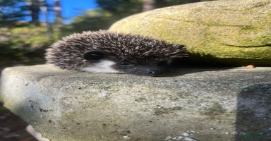 Pygmy Hedgehog rodents - Advert 10