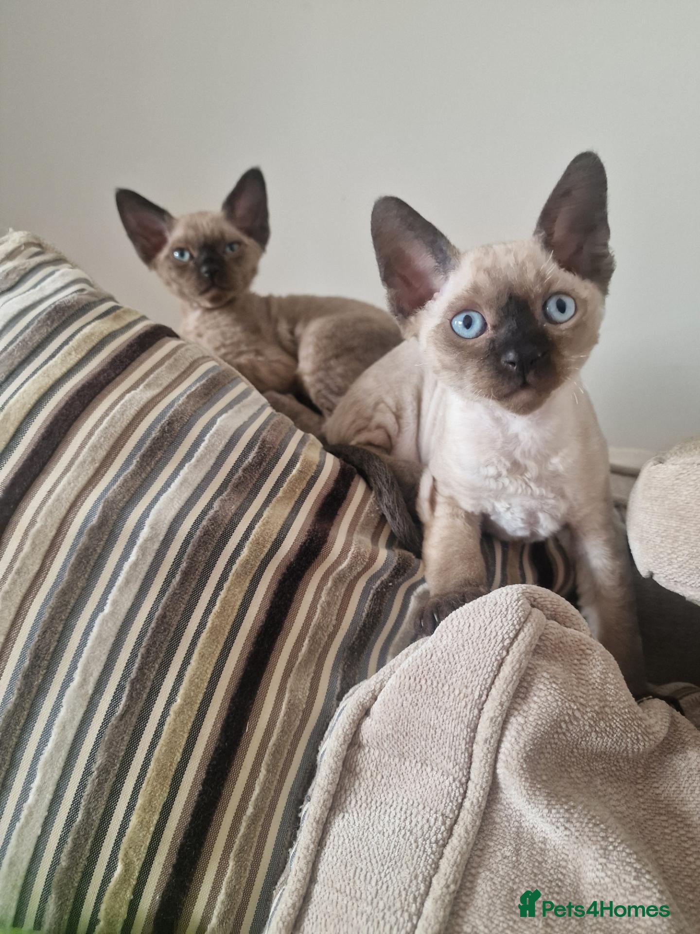 Devon Rex cats Adorable Devon Rex Kittens 💕 - Advert 2