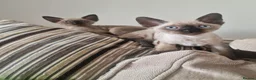 Devon Rex cats for sale: Adorable Devon Rex Kittens 💕 - Advert 2