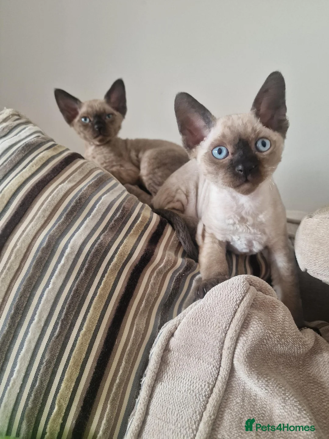 Devon Rex cats for sale: Adorable Devon Rex Kittens 💕 - Advert 2