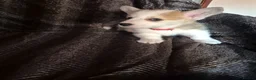Welsh Corgi Pembroke dogs for sale: Pembrokeshire welsh corgi puppues in Lisburn - Advert 12