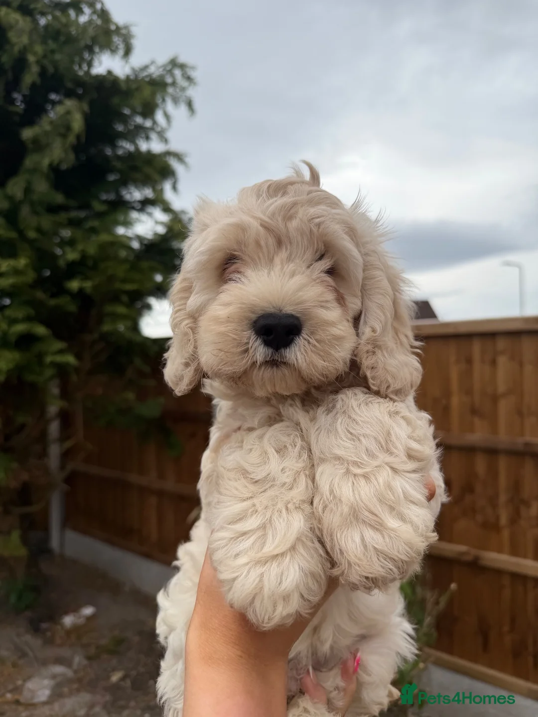 Cockapoo dogs for sale: Gorgeous phantom cockapoos!  - Advert 29