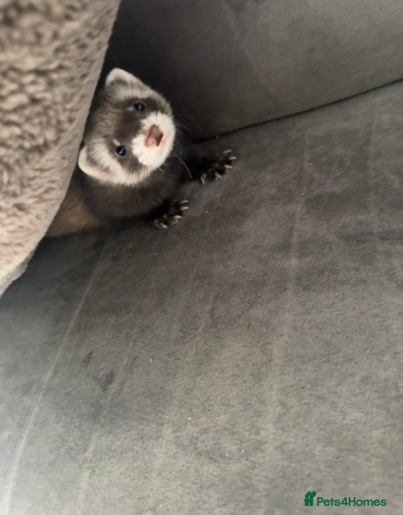 Ferret rodents Semi angora hob and polecat colour jill - Advert 1