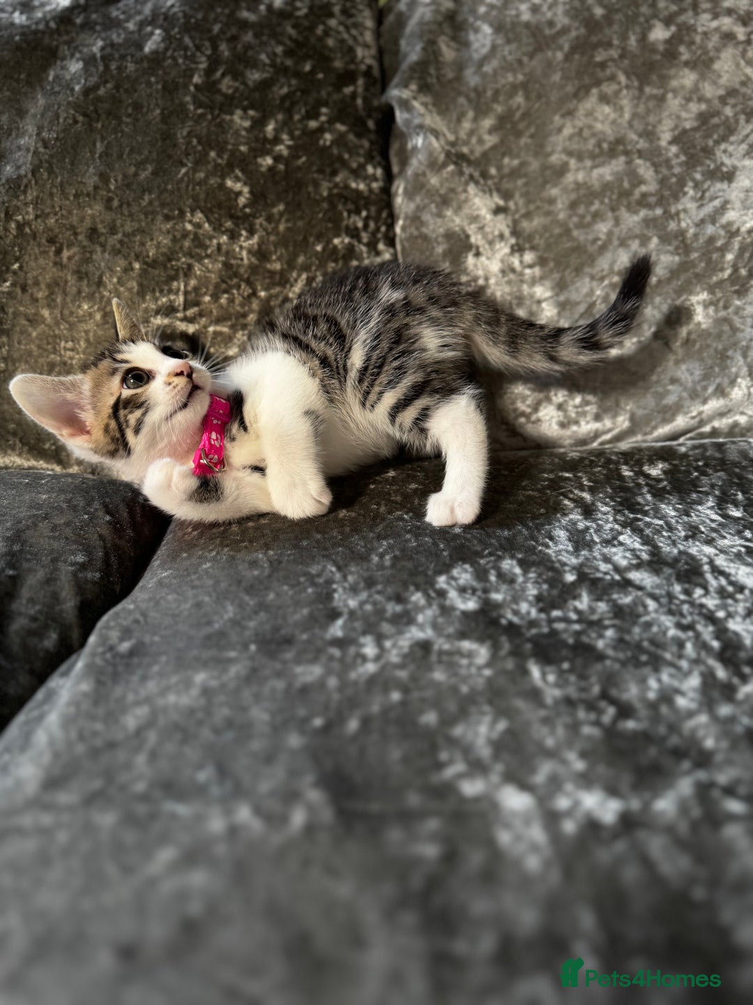 British Shorthair cats for sale: ✨🍑 PEACH & PISTACHIO 💚✨ - Image 7