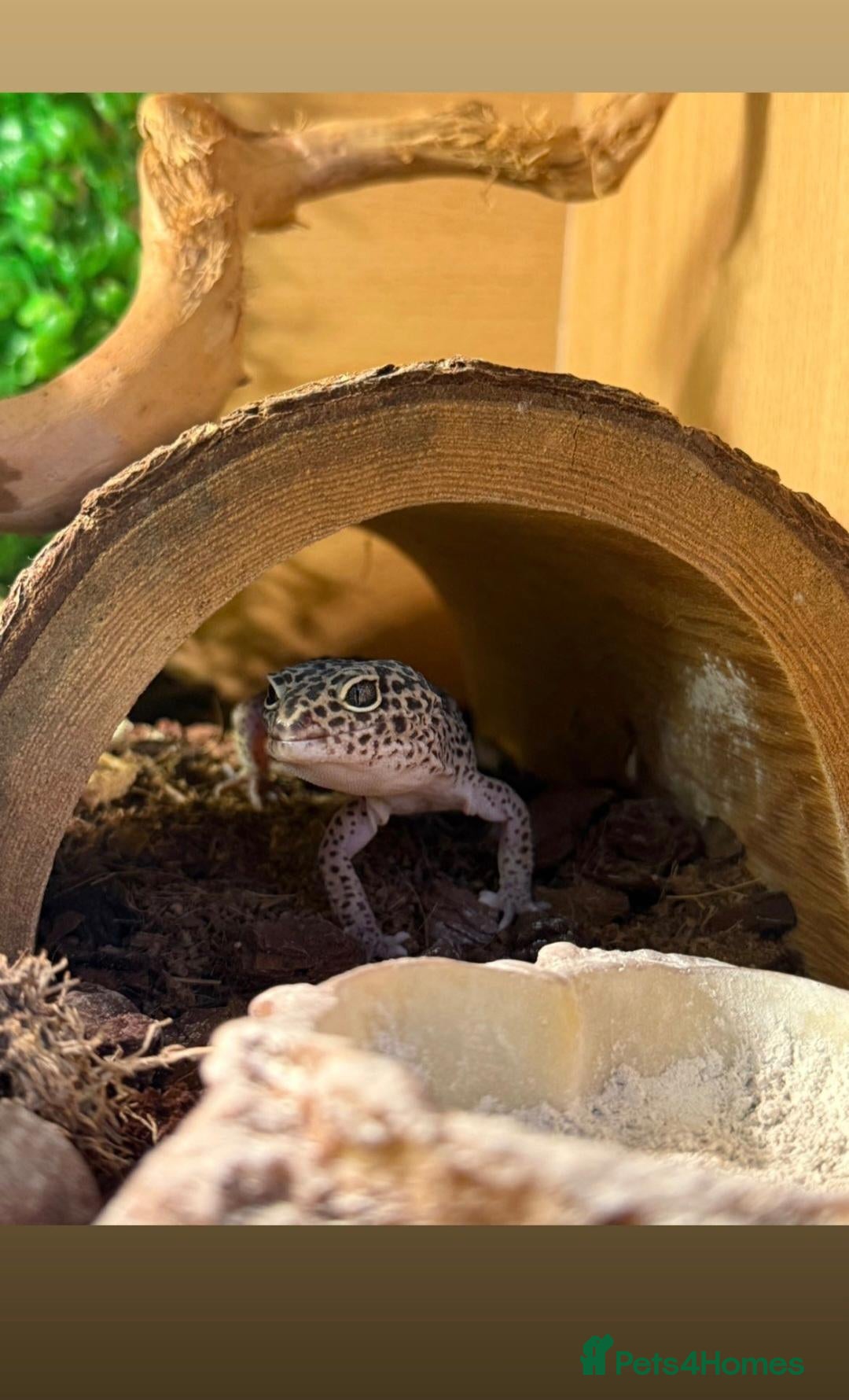 Gecko reptiles Leopard Gecko in need of a new home  - Advert 16