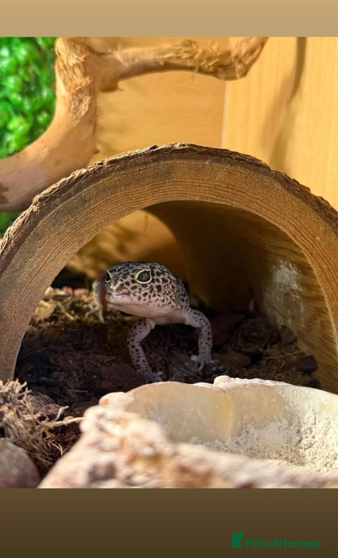 Gecko reptiles for sale: Leopard Gecko in need of a new home  in Banbury - Advert 1