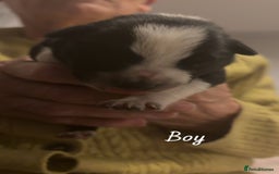 Border Collie dogs for sale: Border collie pups - Image 7