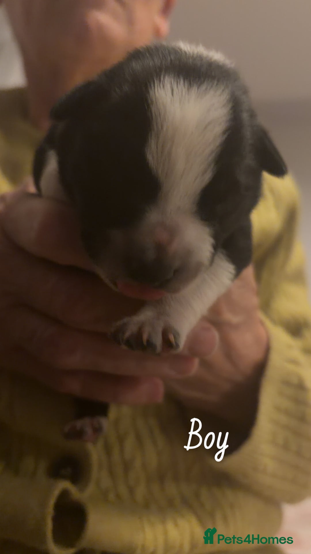 Border Collie dogs for sale: Border collie pups - Image 7