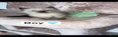 🩵- seal point male