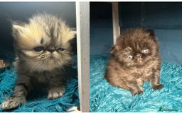 Persian cats for sale: Champion Line Persians  Black & Brown Tabby Girls - Image 1