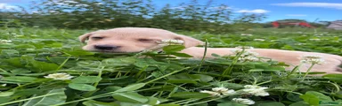 Labrador Retriever 2