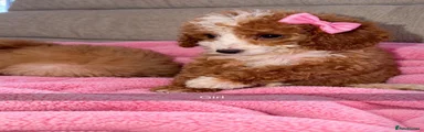 Toy Poodle 3