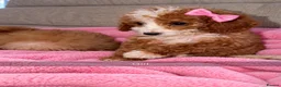 Toy Poodle dogs for sale: Toy poodle pups  - Advert 6