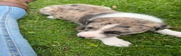 Mixed Breed dogs for sale: Border collie x lurcher puppies merle - Advert 12