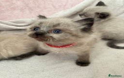 Ragdoll cats for sale: Seal point ragdoll kittens 3 boys and 2 girls  - Image 9
