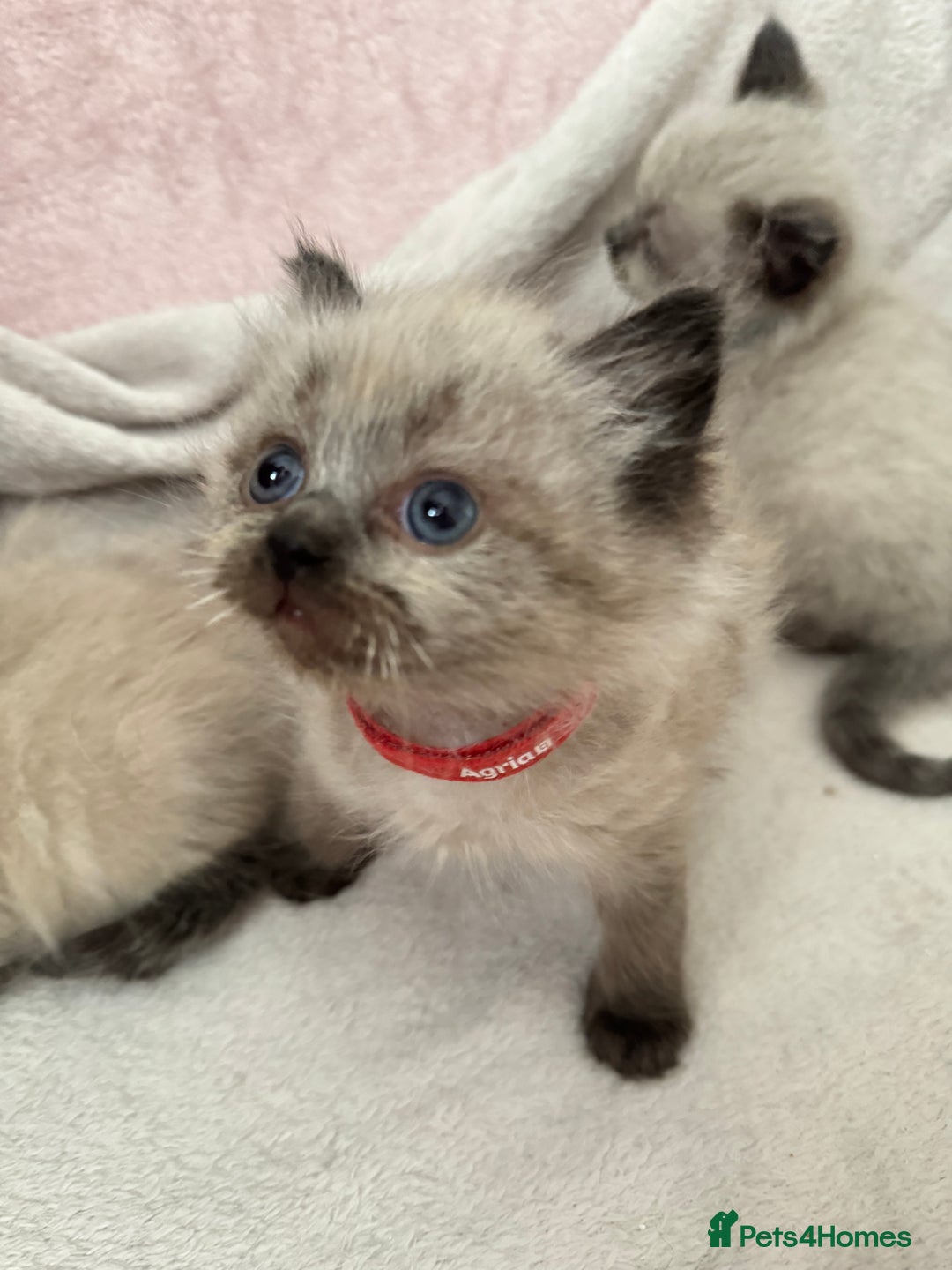 Ragdoll cats for sale: Seal point ragdoll kittens 3 boys and 2 girls  - Image 9