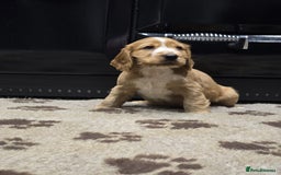 Cocker Spaniel dogs for sale: Show Cocker Spaniel  - Image 6