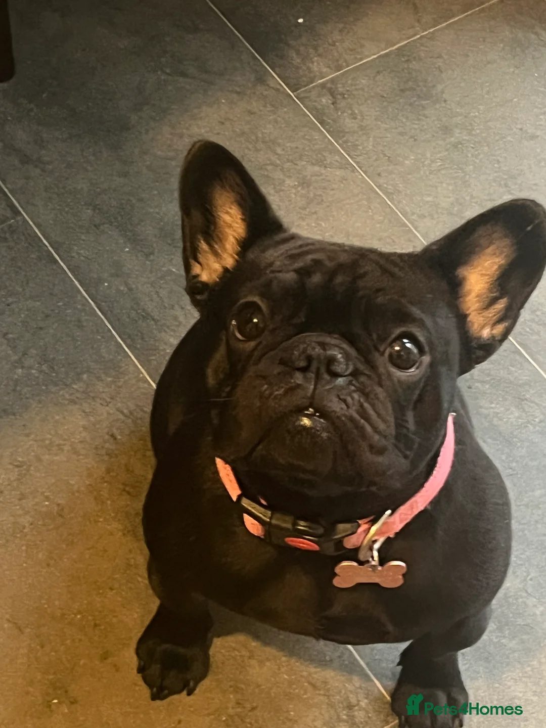 French Bulldog dogs for sale: Beautiful tiny girl  - Advert 5