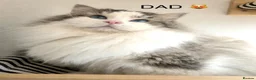 Ragdoll cats for sale: 😻READY NOW RAGDOLL KITTENS BI COLOUR/LYNX 😻 - Advert 9