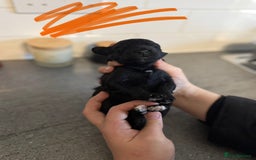 Bordoodle dogs for sale: miniature boarderdoodle  - Image 7