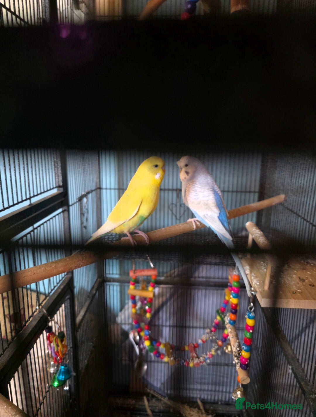 Budgerigars birds for sale: 2 budgies and large cage  - Image 3