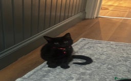 Mixed Breed cats for sale: 2 full black Kitten Ready for their Forever Homes - Image 8