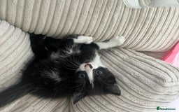 Domestic Shorthair cats for sale: 3 kittens for sale - Image 8