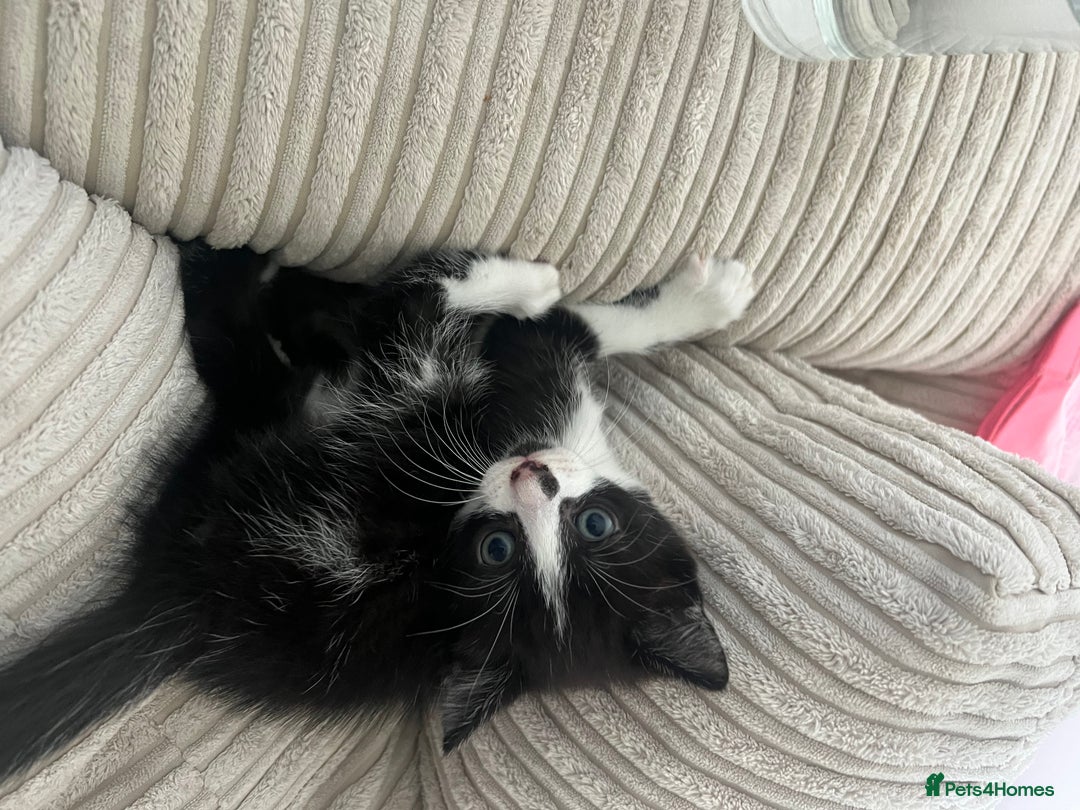 Domestic Shorthair cats for sale: 3 kittens for sale - Image 8