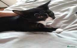 Mixed Breed cats for sale: Kitten for sale  - Image 2