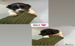 Mixed Breed dogs for sale: 5 Cocker x Collie Puppies  - Image 4