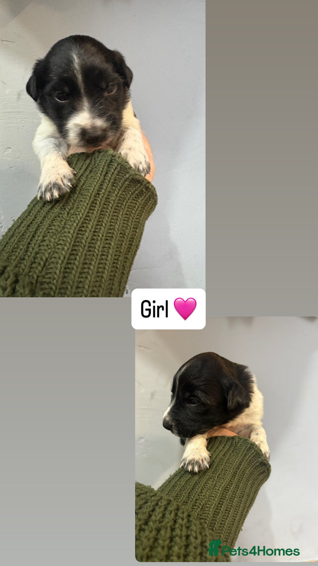 Mixed Breed dogs for sale: 5 Cocker x Collie Puppies  - Image 4