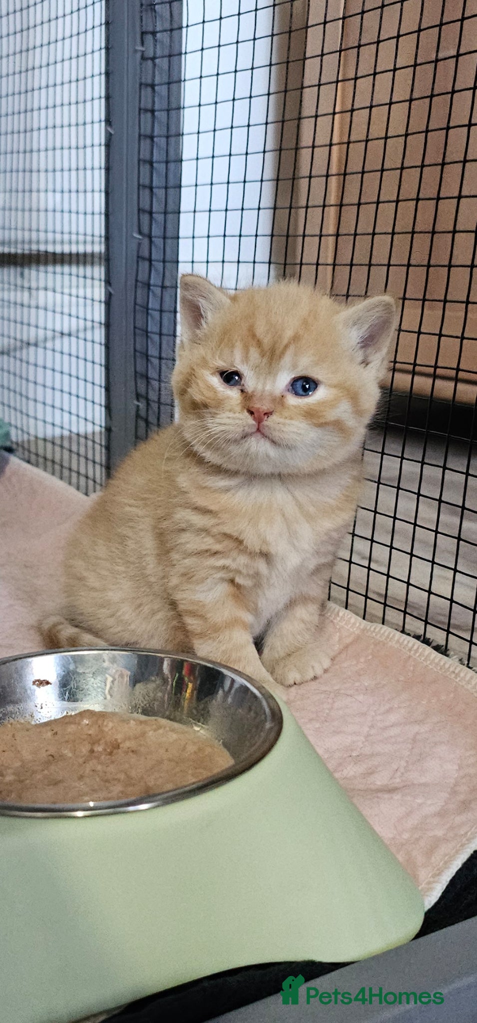 British Shorthair cats Beautiful British shorthair kittens 😸  - Advert 9