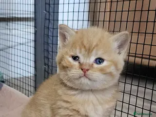 British Shorthair cats Beautiful British shorthair kittens 😸 - Advert 9