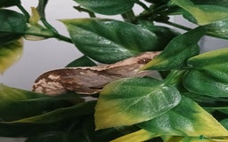 Gecko reptiles for sale: 18 month old male crested gecko (check desc) - Image 5