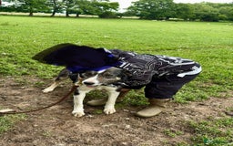 Border Collie dogs for sale: Pepper looking for a family home - Image 3