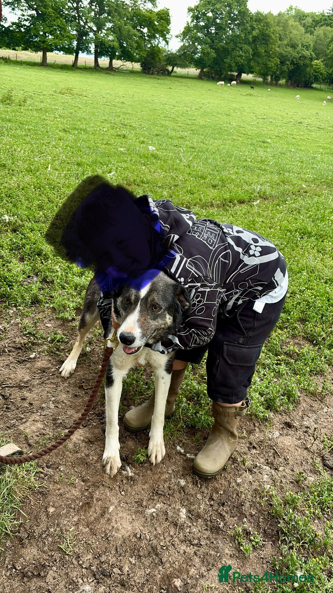 Border Collie dogs for sale: Pepper looking for a family home - Image 3