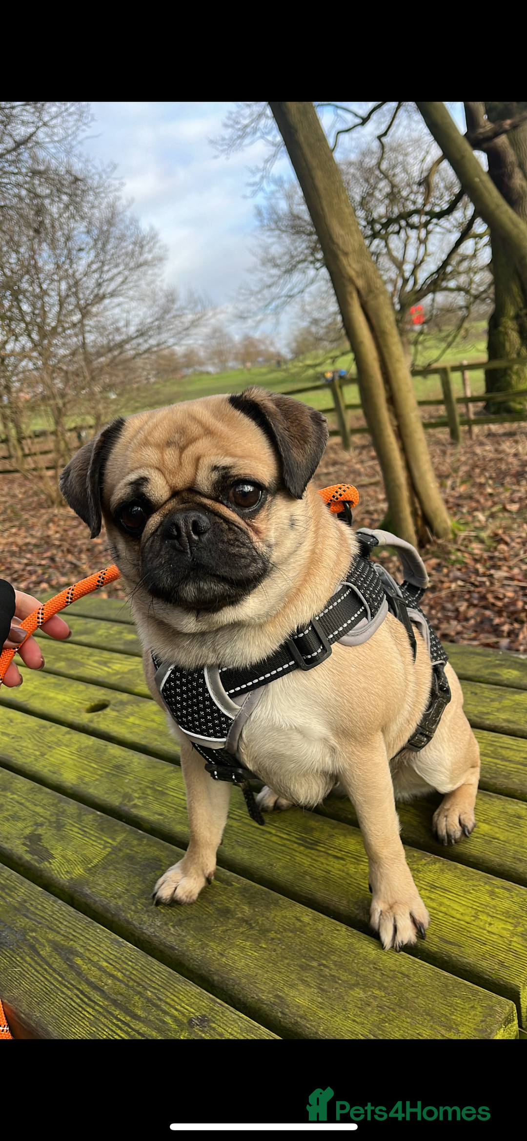 Pug dogs for sale: 5 year old Pug looking for a forever family  - Image 3