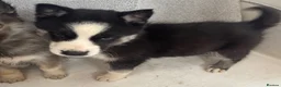 Shepsky dogs for sale: German shepherd cross husky puppy’s  - Advert 4
