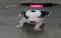 Jack Russell dogs for sale: Beautiful girl Jack Russell puppy  - Image 2