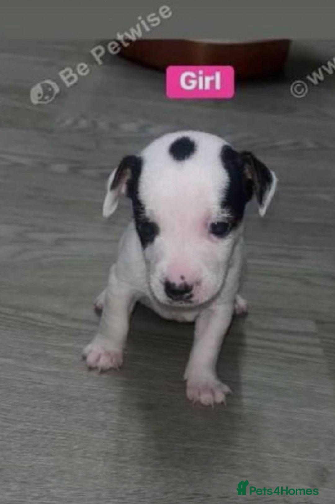 Jack Russell dogs for sale: Beautiful girl Jack Russell puppy  - Image 2